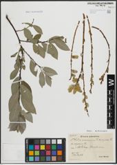 Foto von Salix arenaria L.